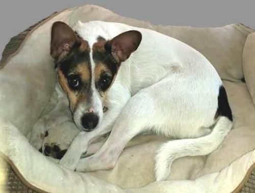 Skippy - Central Illinois Sheltie Rescue
